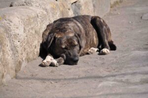 20121204-cane-randagio