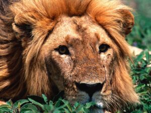 leone