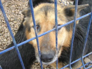 cane-maltrattato