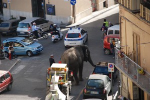 elefante città
