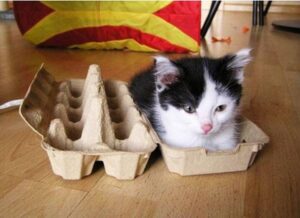 gatti