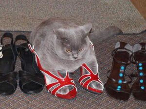 gatti 5