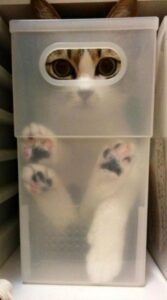 gatti 9